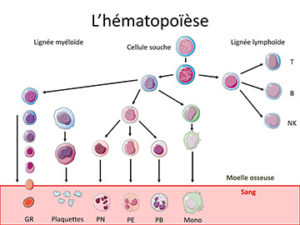 Schéma de l'hématopoïèse