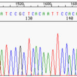 Séquençage ADN en cancérologie