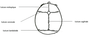 Les sutures