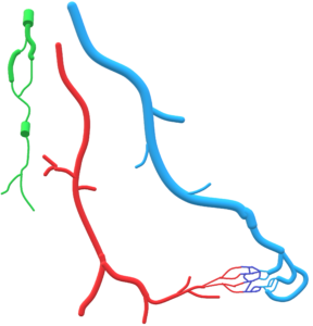 Tous les vaisseaux du corps humains, artères (rouge), veines (bleu), capillaires (violet) ou lymphatiques (vert)peuvent être siège de malformations vasculaires.Cette représentation montre un aspect normal.
