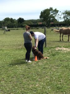  Les bienfaits de la médiation animale en psychiatrieherapie-en-psychiatrie