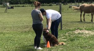  Les bienfaits de la médiation animale en psychiatrie