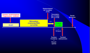 LE DÉROULEMENT D’UNE TENTATIVE DE FÉCONDATION IN VITRO (FIV)