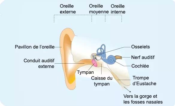 Oreille interne